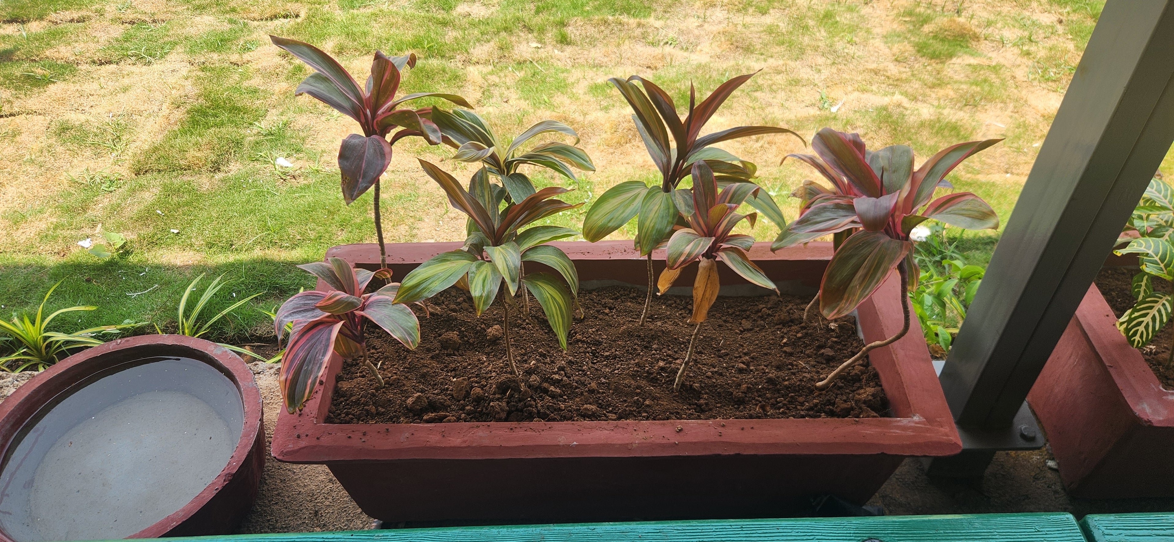 ORGO VERMI COMPOST