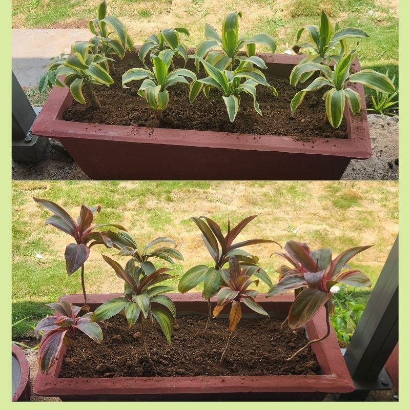 ORGO POTTING MIX