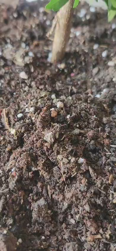 ORGO PERLITE